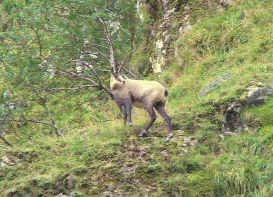 Hotel Restaurant Wolf Markstein Zewnętrze zdjęcie